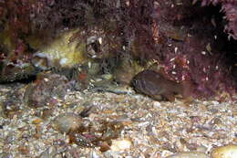 Image of Orange cardinalfish