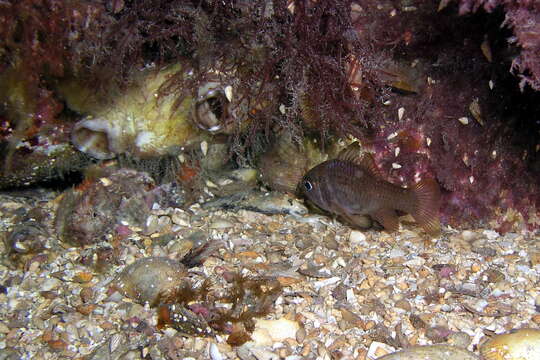 Image of Orange cardinalfish