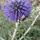 Image of Armenian Bumble Bee