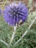 Image of Armenian Bumble Bee