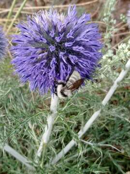 Image of Armenian Bumble Bee