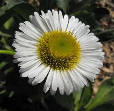 Слика од Erigeron glaucus Ker-Gawl.