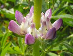 Imagem de Lupinus excubitus M. E. Jones