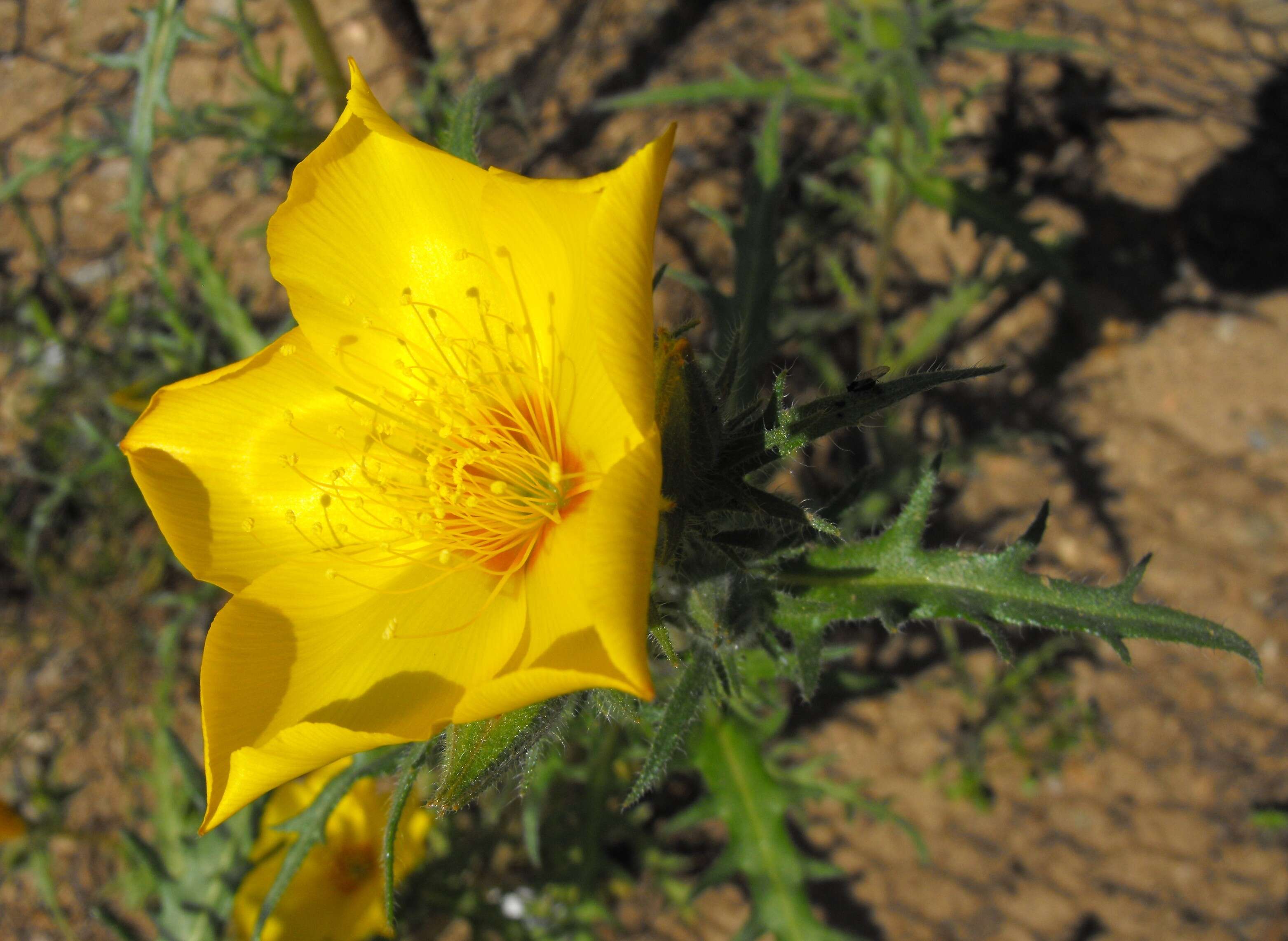 Image of Lindley's blazingstar