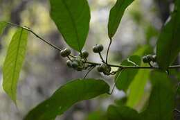 Sivun Cleidion castaneifolium Müll. Arg. kuva