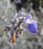 Imagem de Salvia cedrosensis Greene