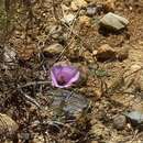 Image de Calochortus palmeri var. munzii Ownbey