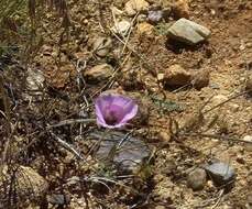 Image of Munz's mariposa lily