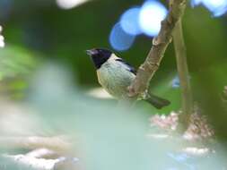 Image of Black-headed Tanager