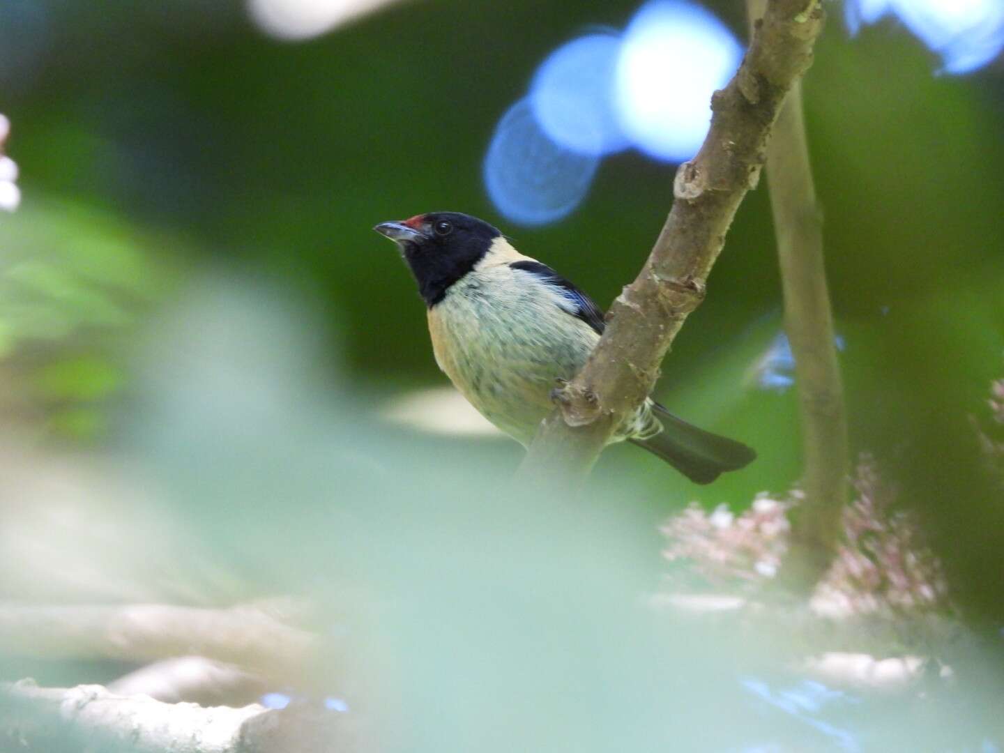 Image of Black-headed Tanager