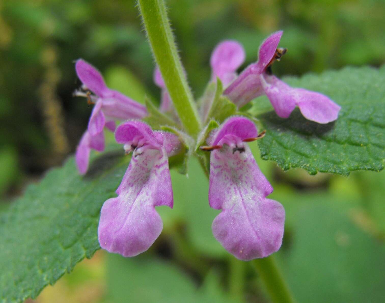 Stachys bullata Benth. resmi