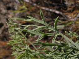 Слика од Lomatium tamanitchii Darrach & Thie