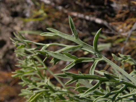 Слика од Lomatium tamanitchii Darrach & Thie