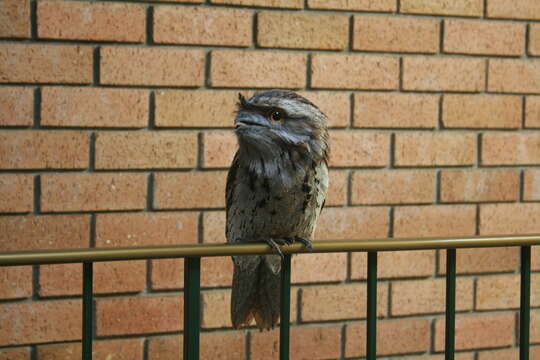 Image of Tawny Frogmouth