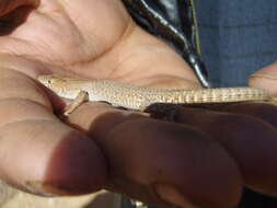Image of Small-spotted lizard