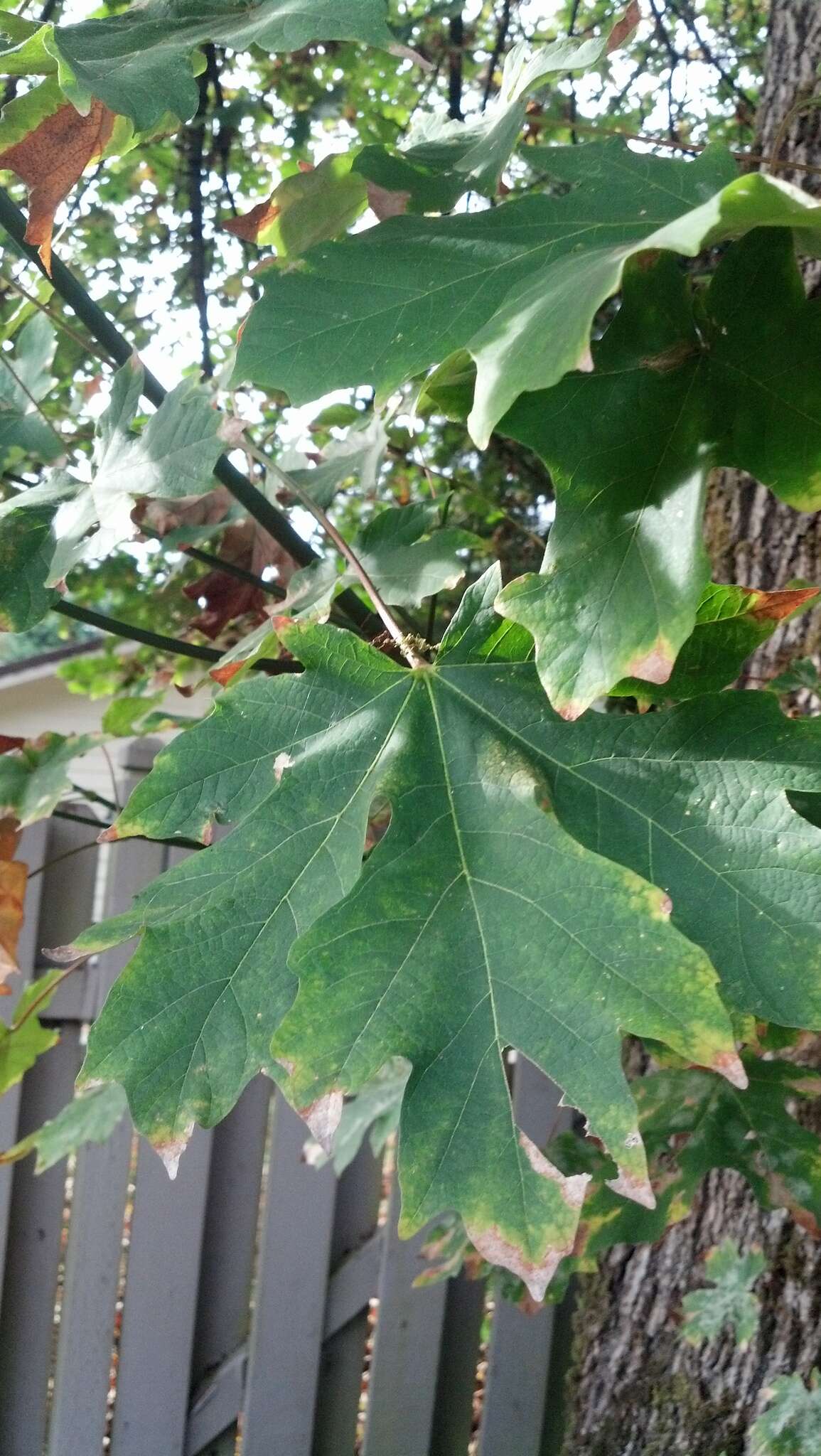 Image of bigleaf maple