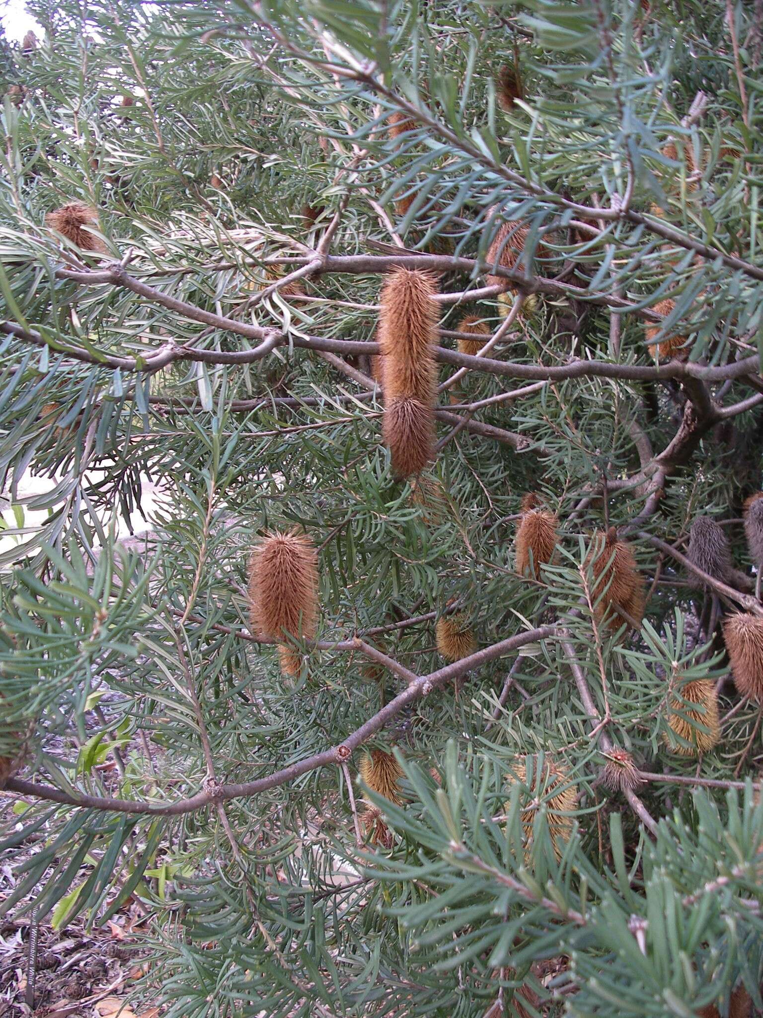 Image of silver banksia