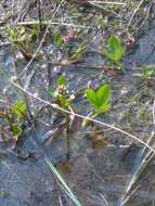 Image of bogbean