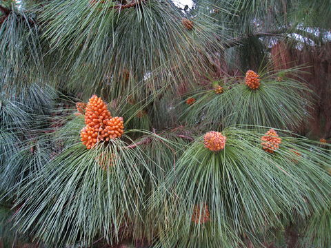 Image of Canary Island pine