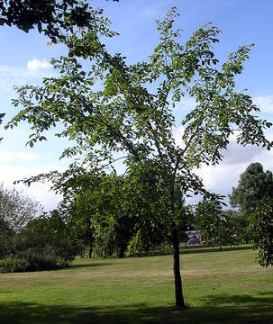 Image of elm