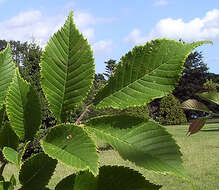 Image de Ulmus chenmoui Cheng