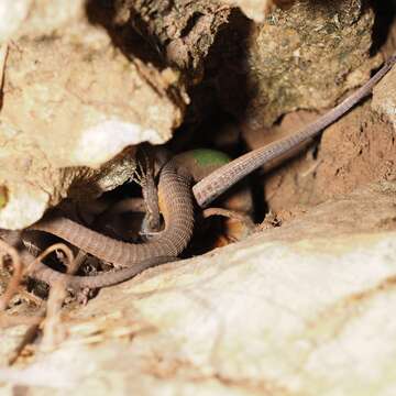 Image of Dalmatian Wall Lizard