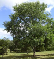 Image of elm