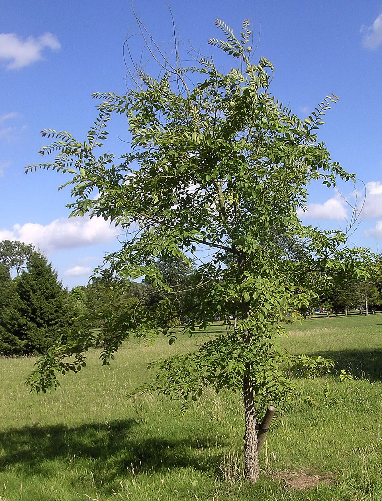 Image of Ulmus szechuanica Fang