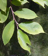 Image of Ulmus szechuanica Fang