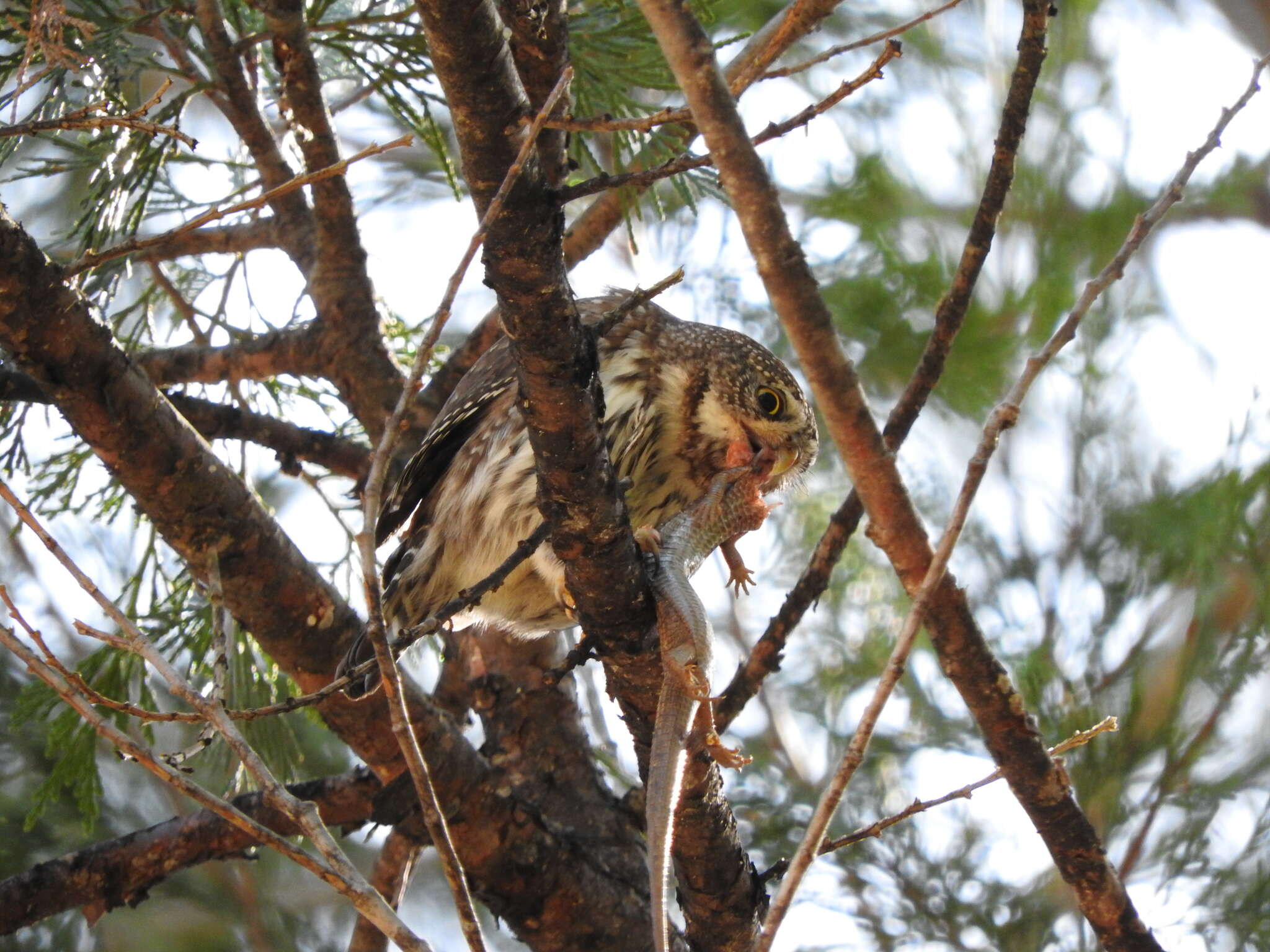 Image of Mountain Pygmy Owl