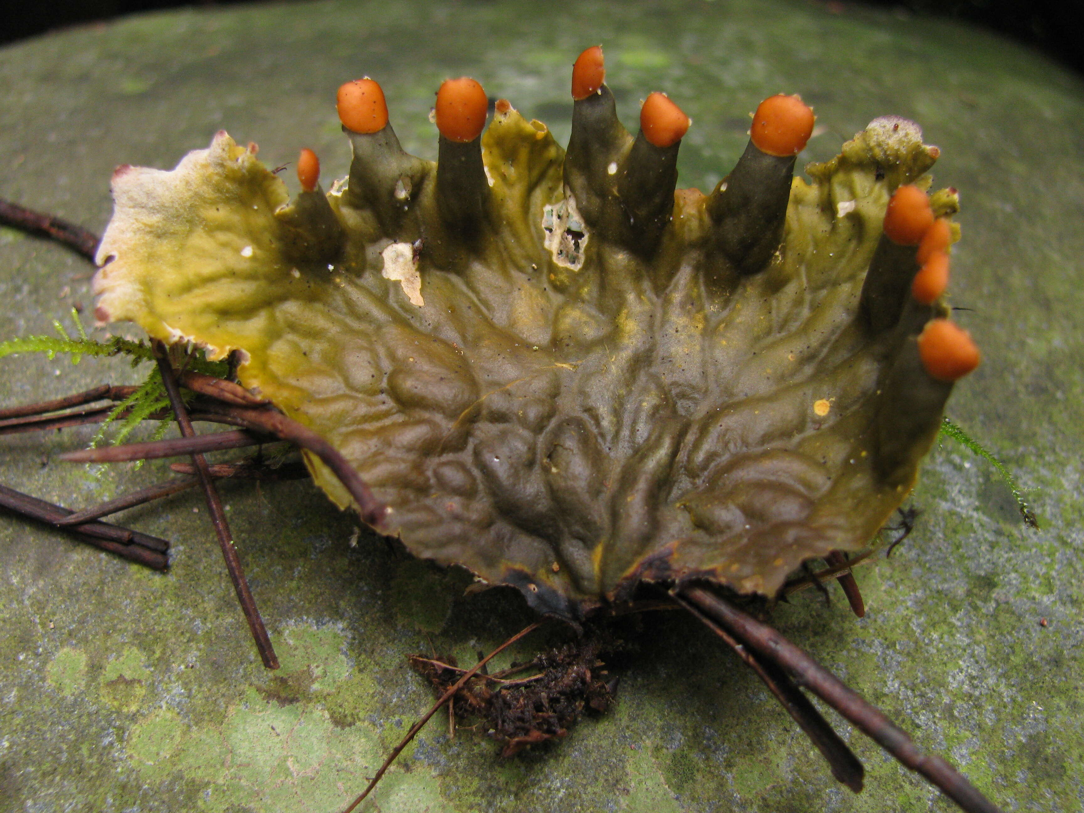 Image of membraneous felt lichen