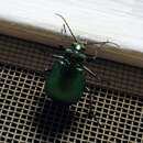 Imagem de Calosoma (Calosoma) schayeri Erichson 1842