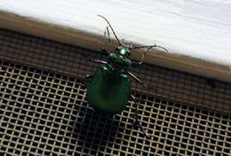 Imagem de Calosoma (Calosoma) schayeri Erichson 1842