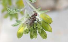 Plancia ëd Anthomyia ochripes Thomson 1869