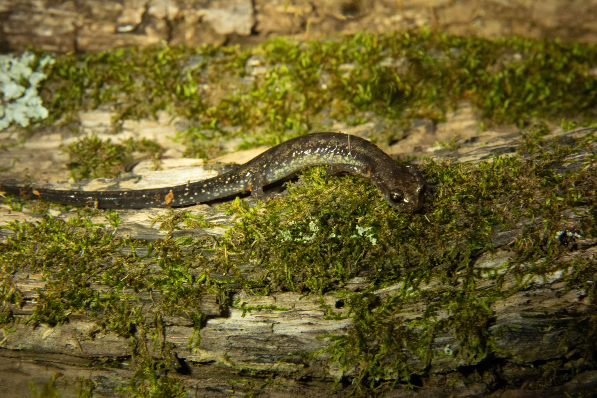 Image of Plethodon dixi Pope & Fowler 1949