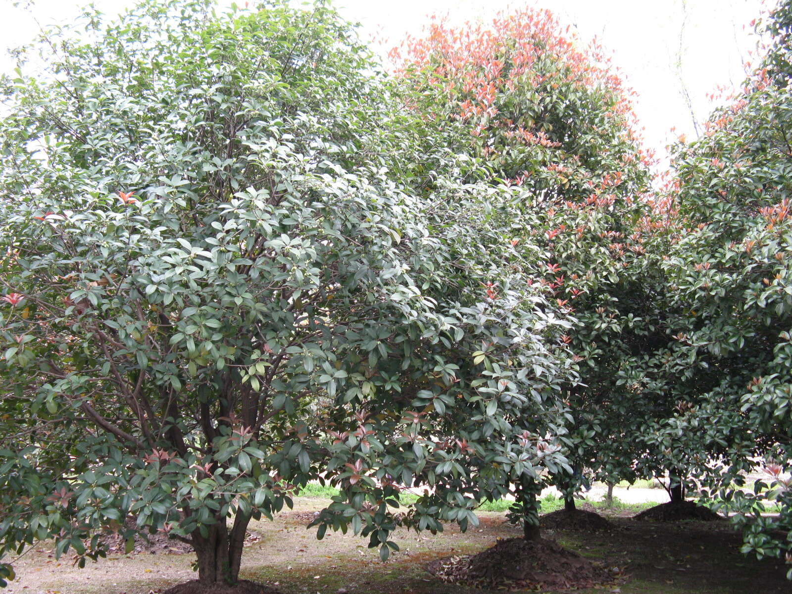 Imagem de Osmanthus fragrans Lour.