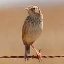 Plancia ëd Cisticola textrix (Vieillot 1817)