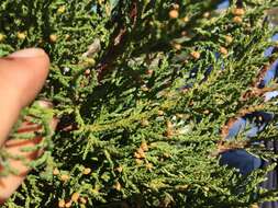 Image de Juniperus foetidissima Willd.