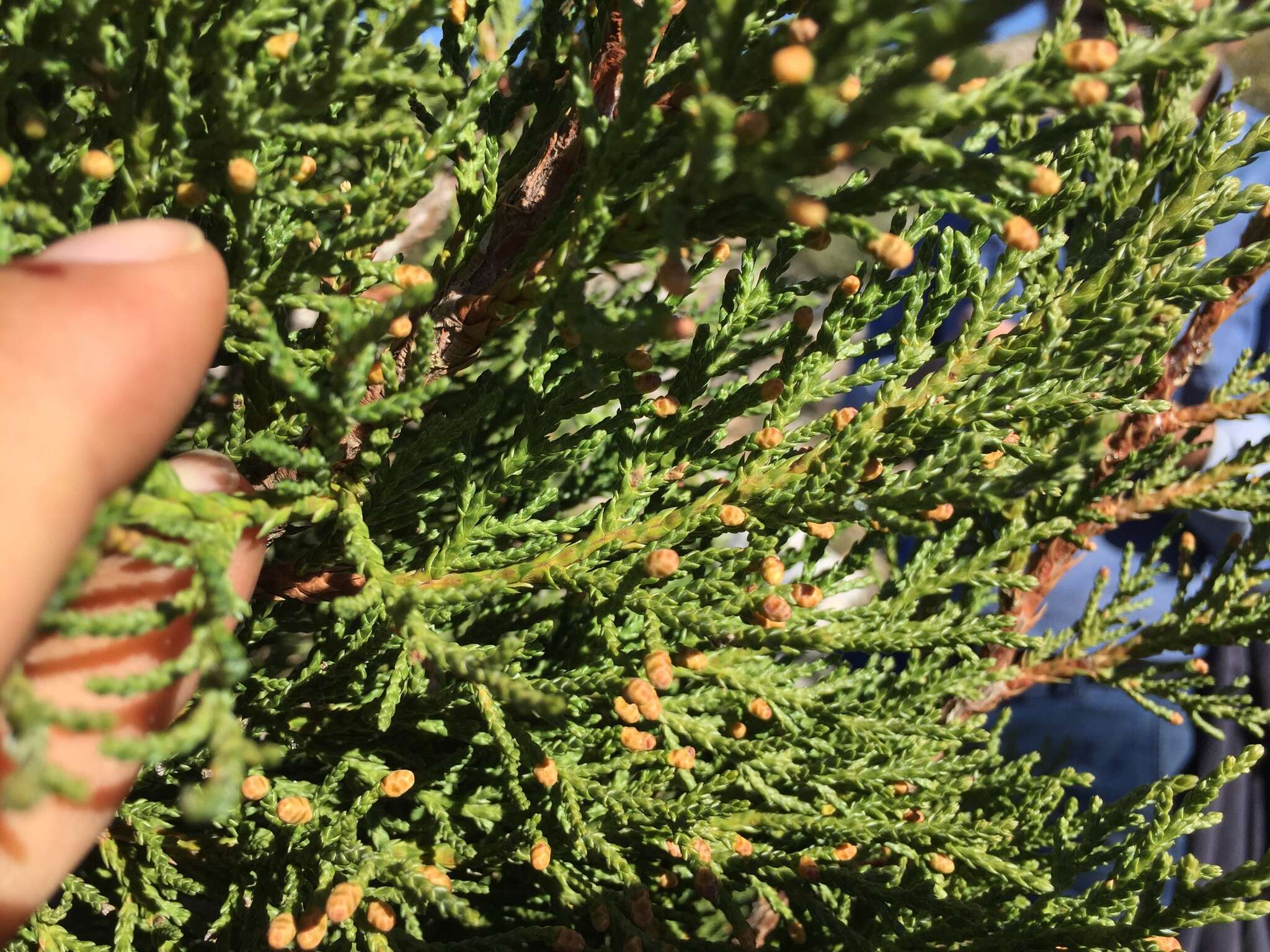 Слика од Juniperus foetidissima Willd.