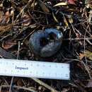 Image of Kauri Snail