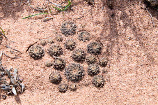 Image of Rebutia cardenasiana (R. Vásquez) G. Navarro