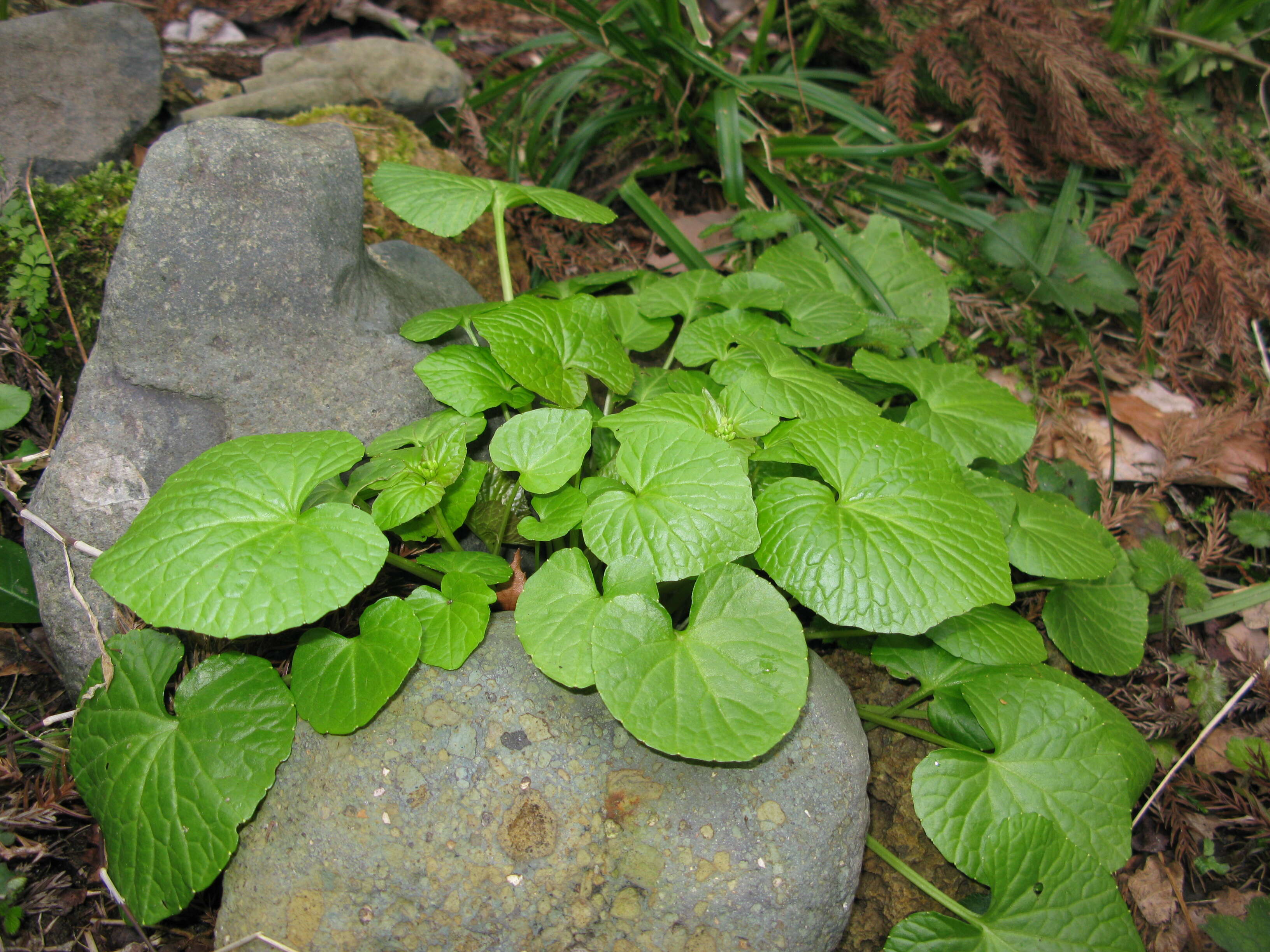 Image of wasabi