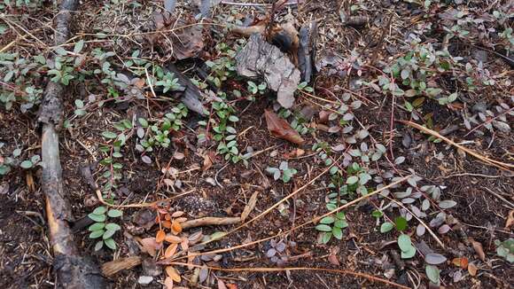 Plancia ëd Vaccinium crassifolium Andr.