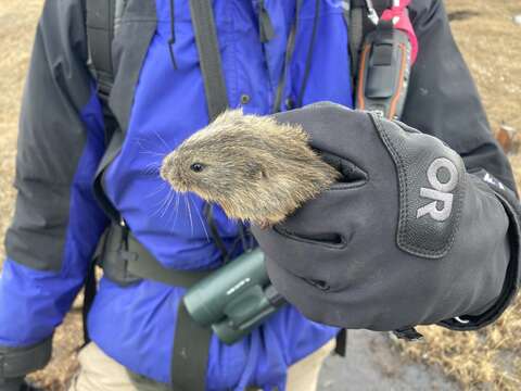 Image of Brown Lemming