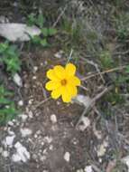 Image de Thelesperma simplicifolium (A. Gray) A. Gray