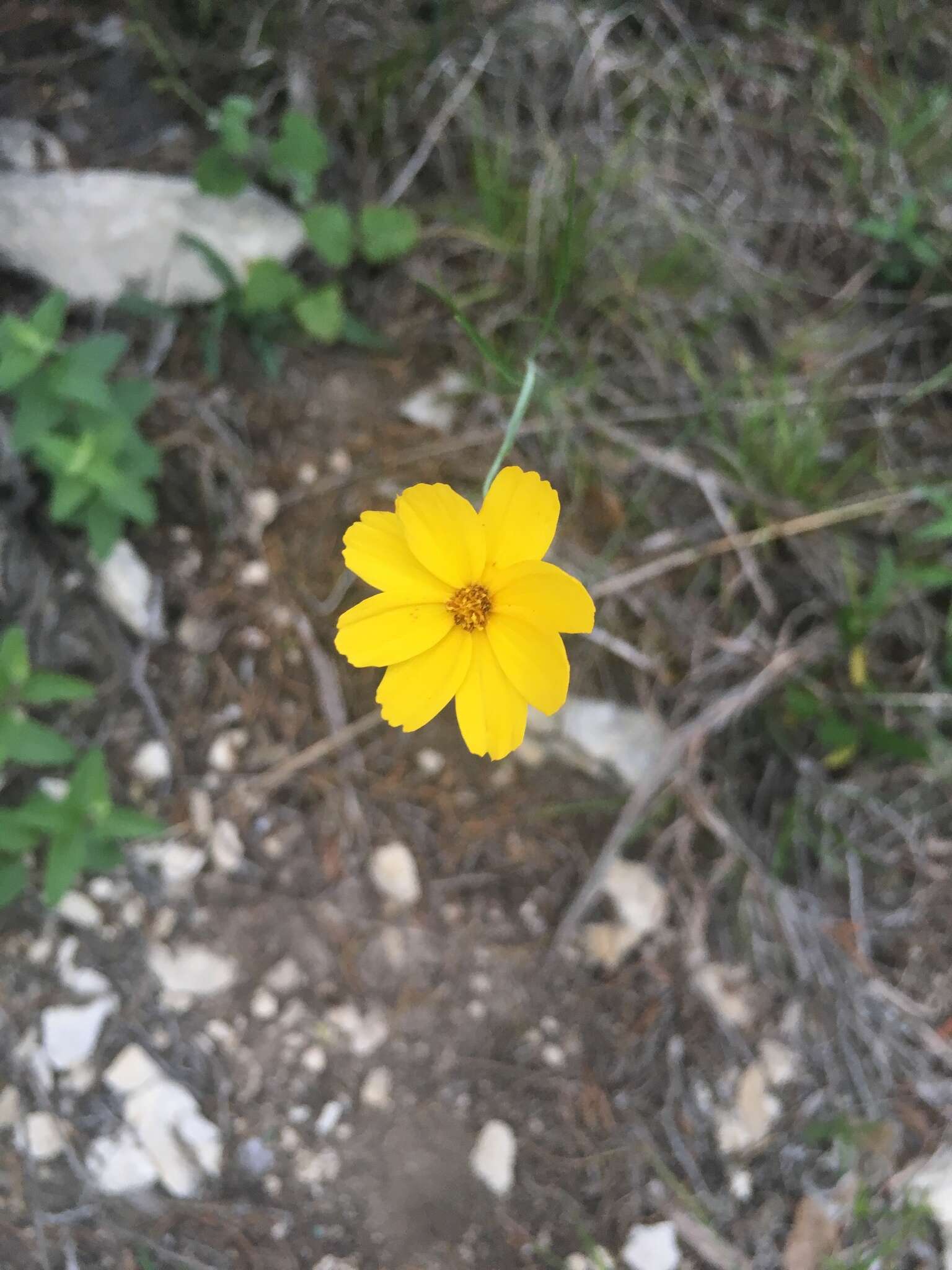 Image de Thelesperma simplicifolium (A. Gray) A. Gray