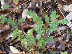 Image of Ilex bioritsensis Hayata