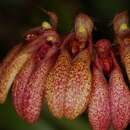 Image of Bulbophyllum trigonopus (Rchb. fil.)