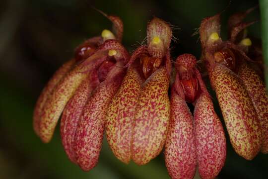 Bulbophyllum trigonopus (Rchb. fil.)的圖片