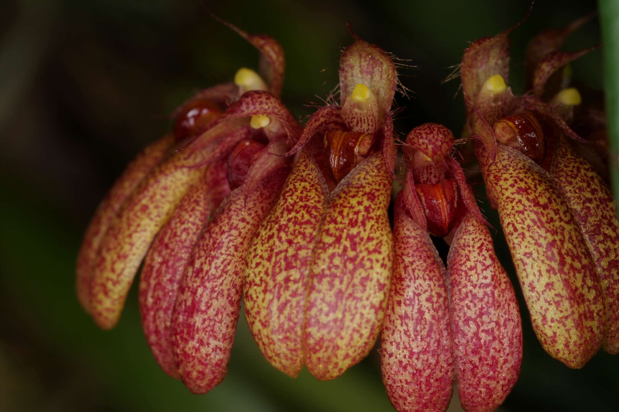 Plancia ëd Bulbophyllum trigonopus (Rchb. fil.)